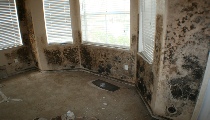 Mold Removal South Palm Beach